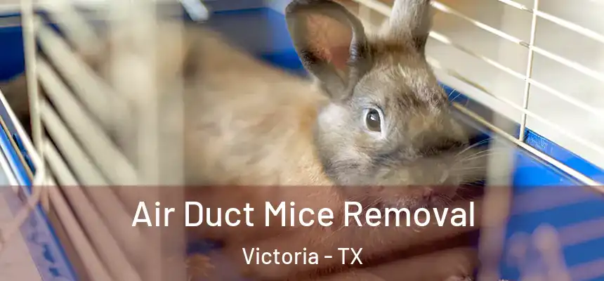 Air Duct Mice Removal Victoria - TX